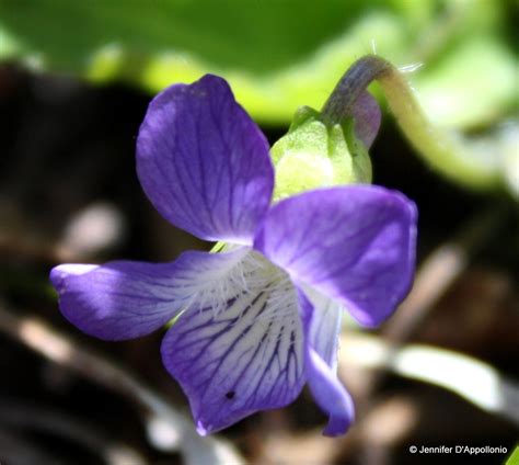 Common blue violet - Cooperative Extension: Maine Wild Blueberries ...
