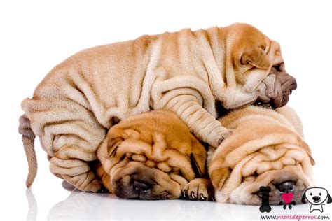 Shar Pei Información Sobre La Raza De Perros Shar Pei