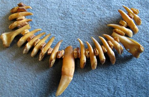 Old Animal Tooth And Bone Tribal Necklace Antique Appraisal