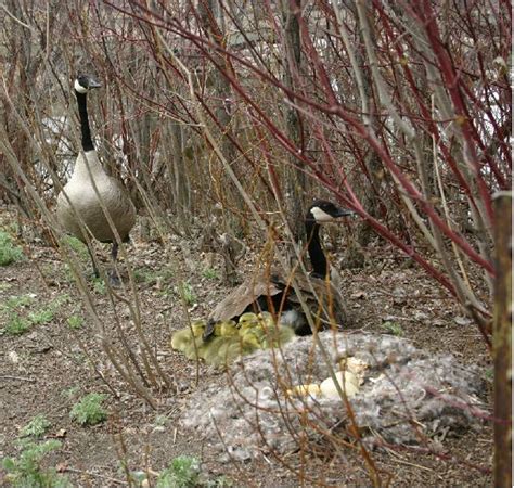 The laws governing egg donation are very different between canada and the united states. Canada Geese « Wascana Centre