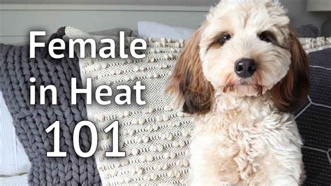 Female Dog In Heat 101 Tips And Advice On What To Do When You Puppy
