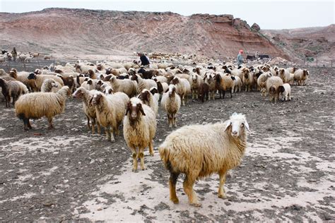 图片素材 放牧 牧场 哺乳动物 动物群 牧羊人 脊椎动物 4272x2848 64547 素材中国 高清壁纸