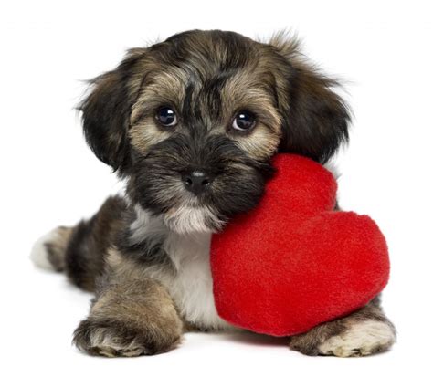Albums 97 Pictures Happy Valentines Day Dogs Images Sharp
