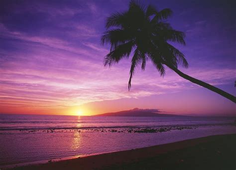 Purple Sunset And Palm Trees Beach Sunsets And Pink