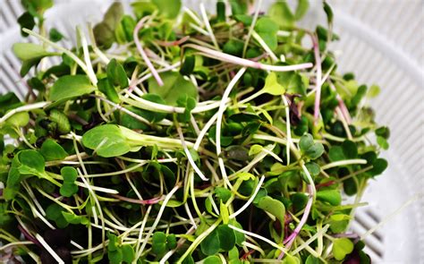 Ways To Use Micro Greens And Pea Shoots Bryson Farms