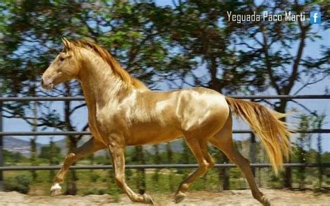 16325 для palace of the golden horses. Beautiful Golden Horse | Horses, Rare horses, Akhal teke ...