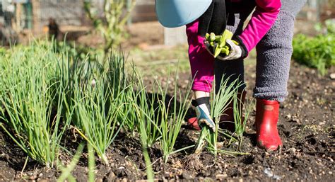 6 Ways To Fight Garden Pests Without Chemicals Thrive Market Garden Pests Amazing Gardens
