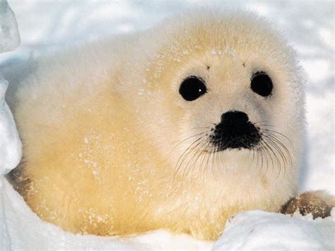 Darrylt Baby Seal