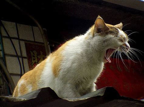 10 Cats Yelling — Oh My What A Racket Catster