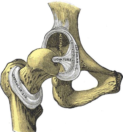 Clinical Anatomy Of The Pelvis And Hip Reumatología Clínica