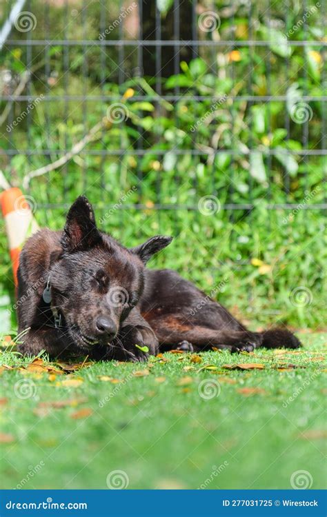 Domestic Dog Lying On The Grass In The Garden Stock Image Image Of
