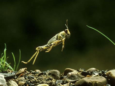 September 2012 Insects Morphology