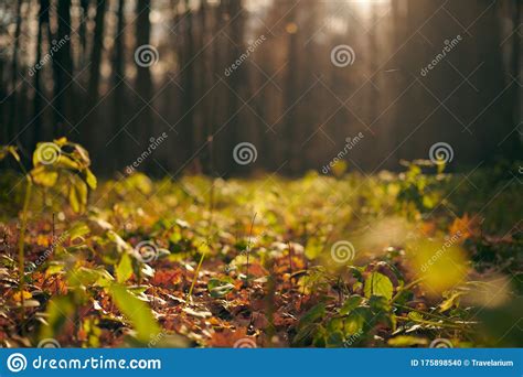 Sunny Autumn Forest Landscape Stock Photo Image Of Blurred Outdoor