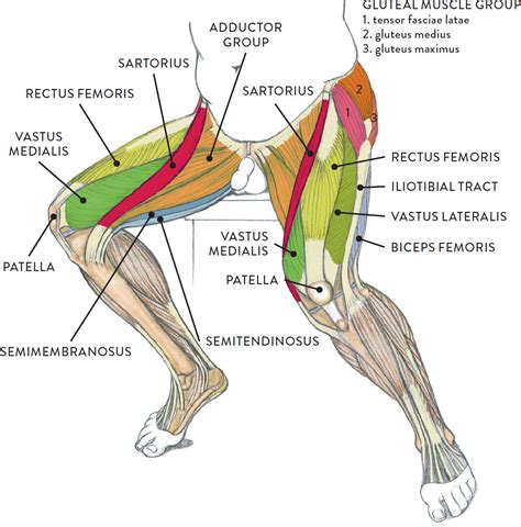 Leg Muscles Diagram Muscles Of The Leg And Thigh Aandp Pinterest