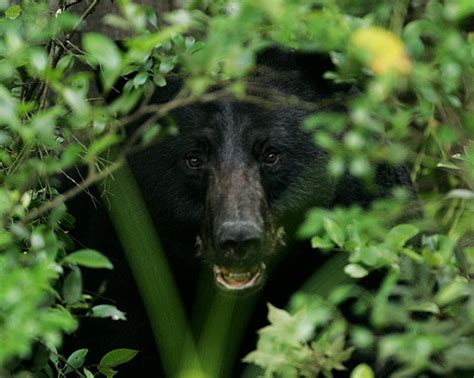 Black Bears Are A Protected Species In Alabama Outdoorhub