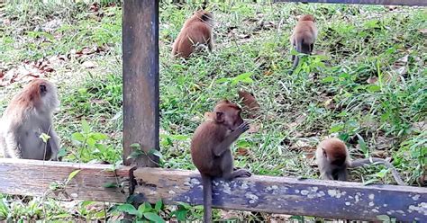 Wild Monkeys Invading Ijok Bukit Melawati New Straits Times
