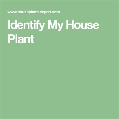 Identify My House Plant With Images Identifying House