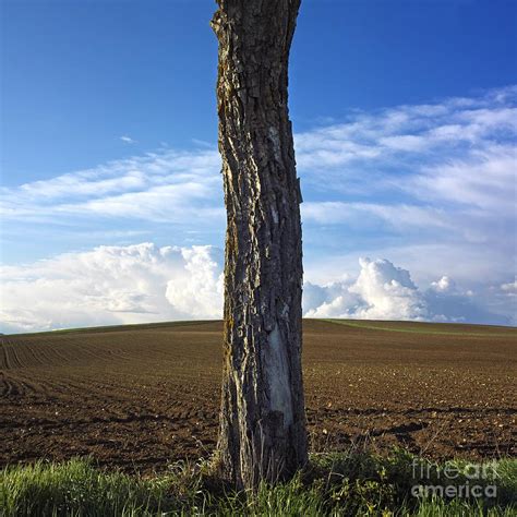 Tree Trunk Photograph By Bernard Jaubert Pixels