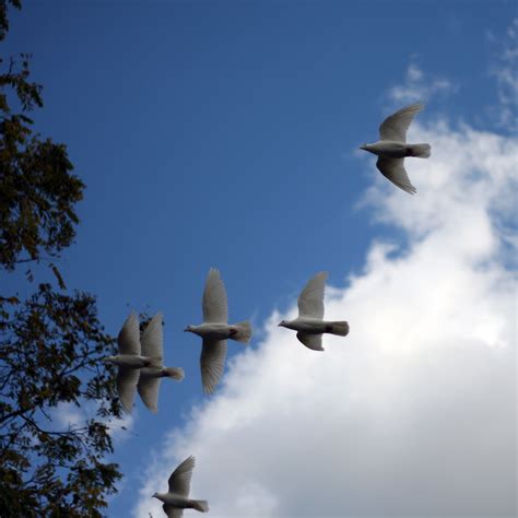 Flying This Flock Of Doves Kept Circling The Abbey View Flickr
