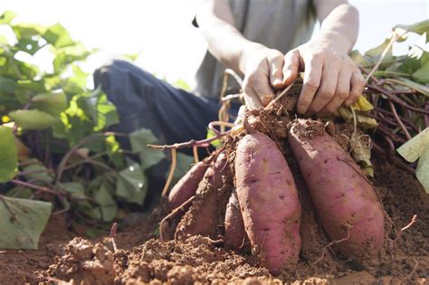How To Grow Sweet Potatoes In Your Garden A Comprehensive Guide For A