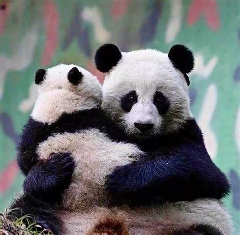 Pin By Sachin Garg On Animal Lovers Panda Hug Panda Bear Baby Panda
