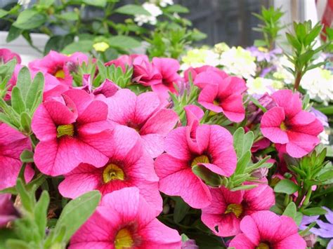 Flores De Verano Guía Completa Para Cultivarlas En Tu Jardín 2023