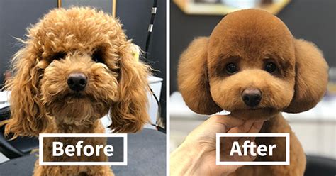 31 Dogs Before And After Being Groomed In This South Korean Salon