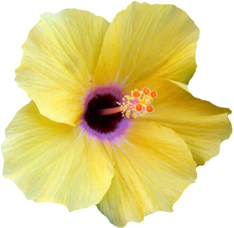 Download Transparent Hibiscus Border Png Yellow Transparent Hibiscus