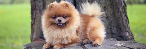 Everything To Know About The Most Popular Spitz Breeds Dogs Mpnt