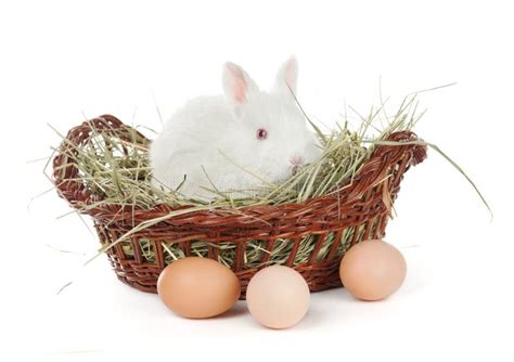 White Rabbit In A Basket And Eggs Stock Photo Image Of Bunny Looking
