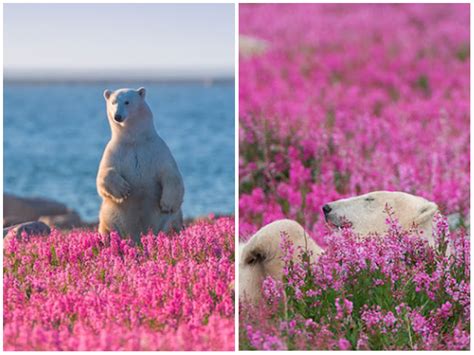 Polar Bears Playing In Flower Fields Are Captured By A Canadian