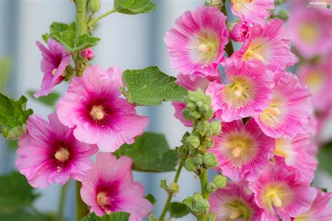 Free for commercial use no attribution required high quality images. Flowers, Hollyhocks, Pink - Flowers wallpapers: 2048x1365