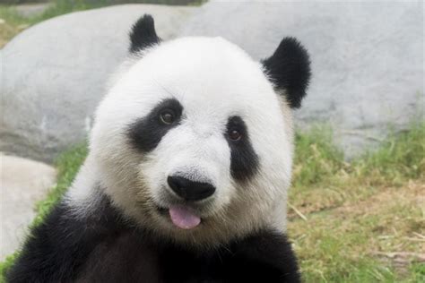 Beautiful And Rare Pandas Peculiarities You Quizzclub