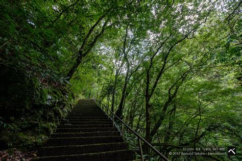 Shikoku Forest Benoa In Japan