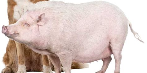 10 Small Pig Breeds That Look Cute Farming Base