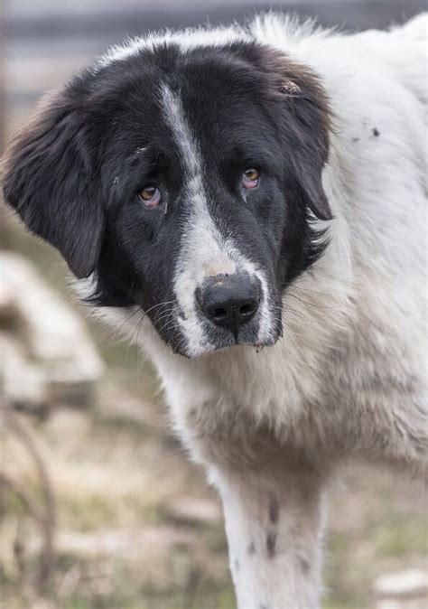 Bukovina Sheepdog Dog Breed Information And Pictures Petguide Petguide