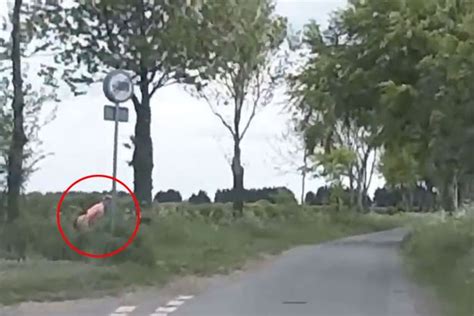 Dashcam Captures Embarrassed Woman Taking Pee In Bush After Being