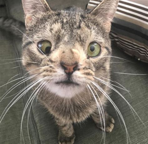 Imagine walking into a veterinary hospital and hearing only the sounds of friendly people and loud purring (courtesy of the resident hospital kitty, lyra). This sanctuary focuses on rescuing all the "odd" cats that ...