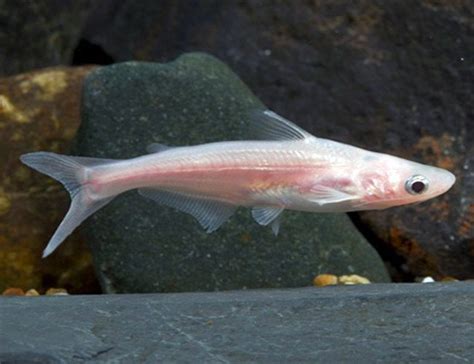 Albino Iridescent Tropical Shark Arizona Aquatic Gardens