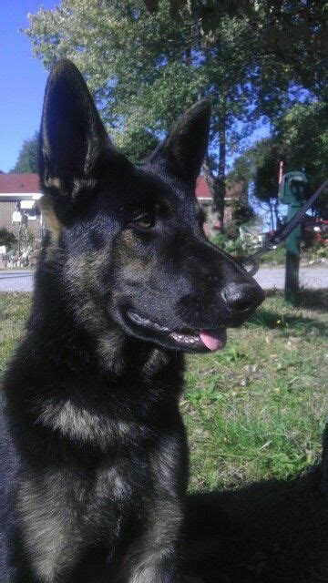 German shepherds come in a variety of coat colors and patterns. Pin on German Shepherd Love