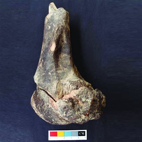 Lateral View Of Distal End Just Fused Of Femur G138 Of B Indicus