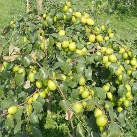 Full Sun Exposure Green Apple Ber Plant For Fruits At Rs 16piece In North 24 Parganas