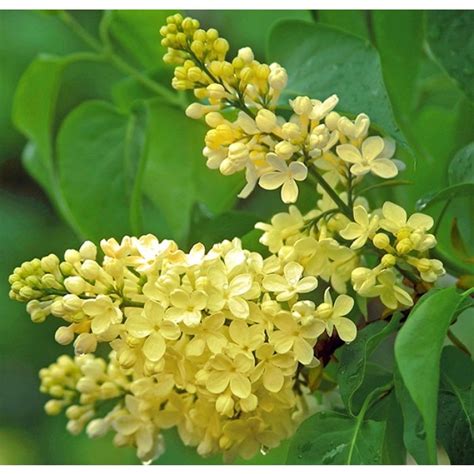 Syringa Vulgaris Primrose Rare Yellow Lilac Bush