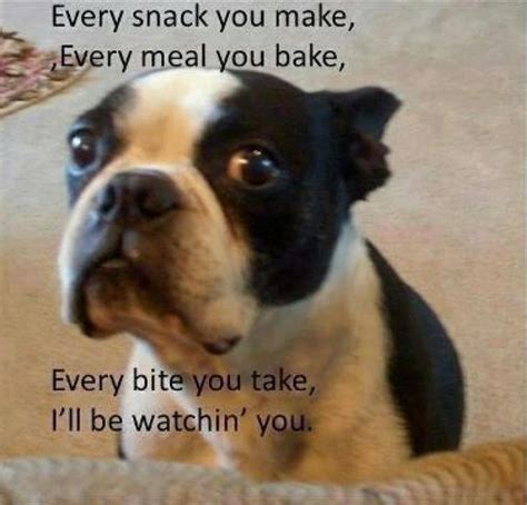 580 Best Images About Boston Terrier Good Sports On Pinterest