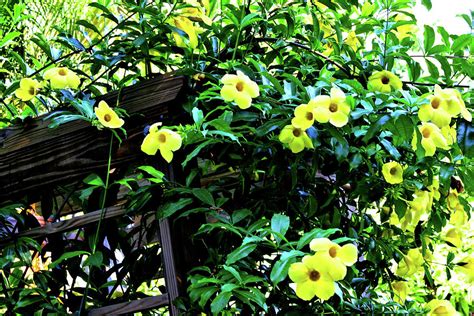 Yellow Flowers On A Vine Photograph By Kimberly Litchfield