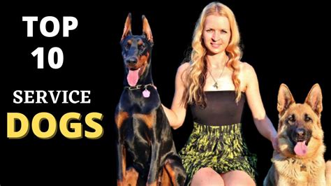 Top 10 Best Service Dog Breeds Ever Service Dogs Youtube