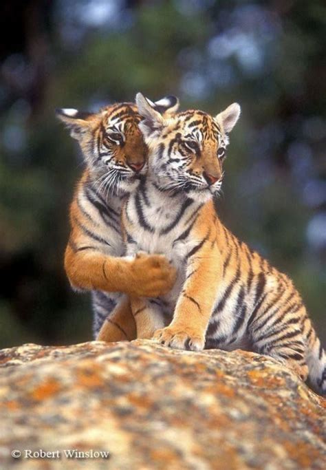 Beautiful Tiger Cubs Animals Wild Wild Cats Big Cats