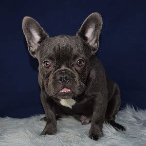 Enter your email address to receive alerts when we have new listings available for french bulldog cost uk. Male French Bulldog Puppy for Sale Flash | Puppies for ...