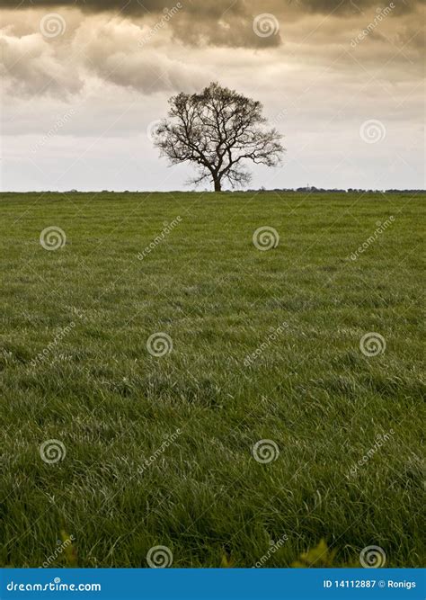 Single Tree Countryside Field Stock Image Image Of Grass England