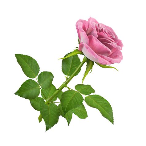 ≈ღFondos De Pantalla y Mucho Másღ≈: Flores PNG - Rosas png image